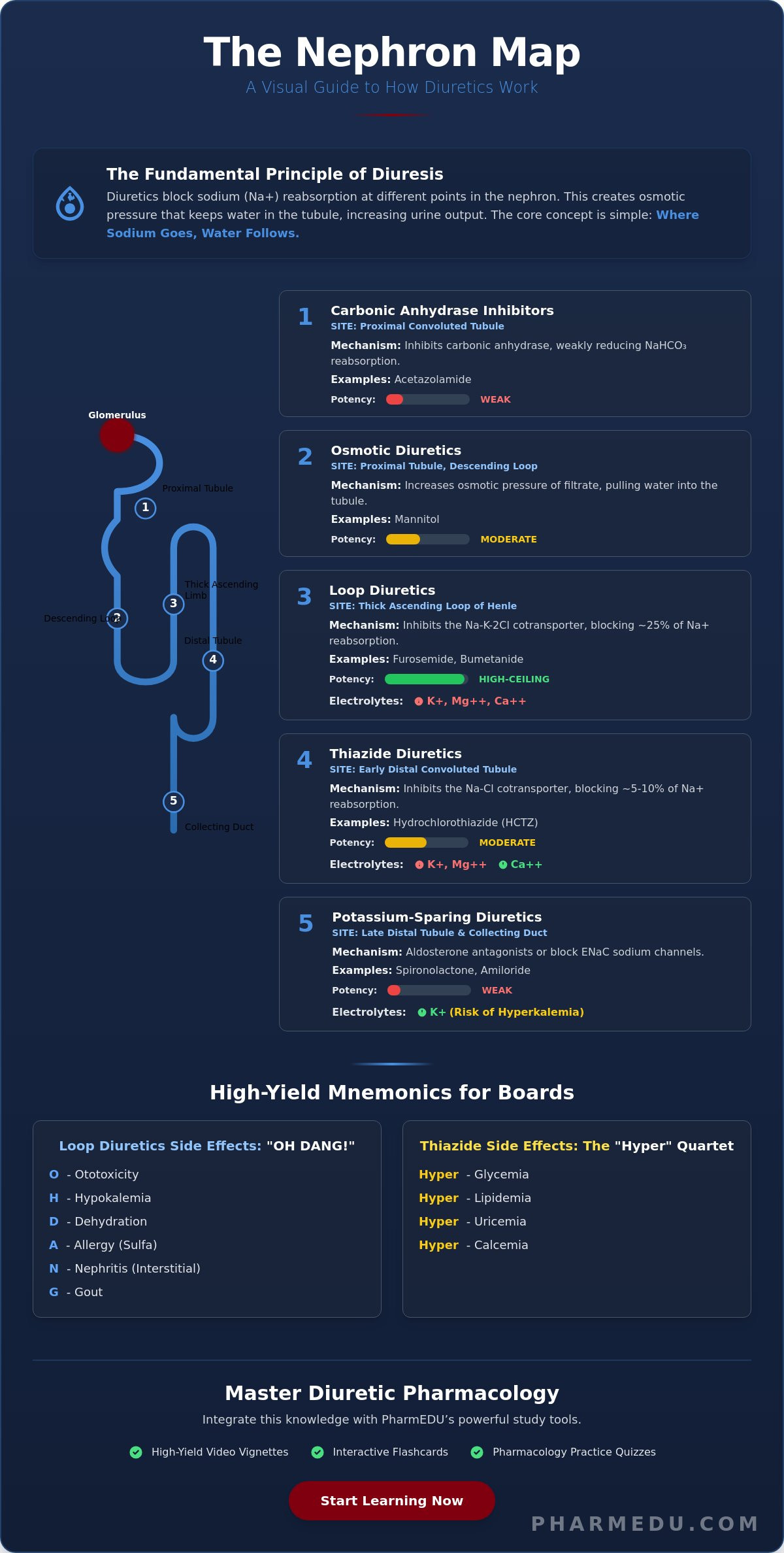 Pharmacology of Diuretics Made Easy: The High-Yield Study Guide (2026)